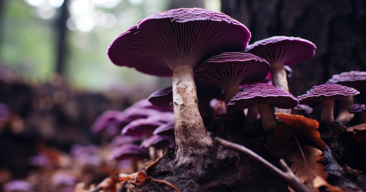 Черный гриб Cladosporium sphaerospermum процветает из-за радиации в Чернобыле Учёные обнаружили в зоне отчуждения Чернобыльск...