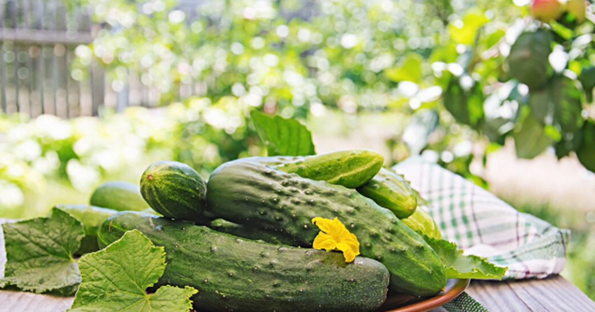 Огурцы и их идеальные соседи: секреты урожая бе...