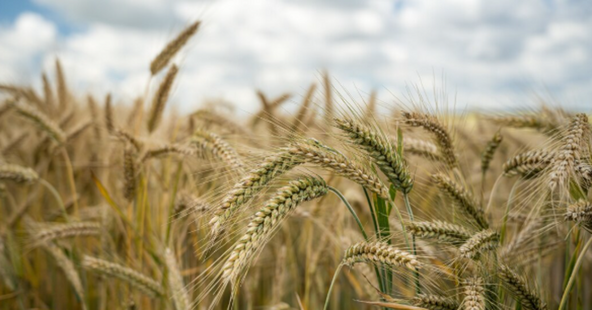 Международная группа учёных из европейских науч...