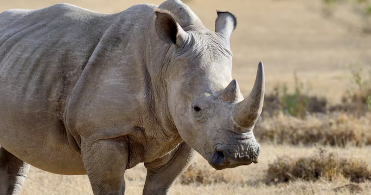 Учёные НГУ впервые сделали КТ челюстей шерстист...