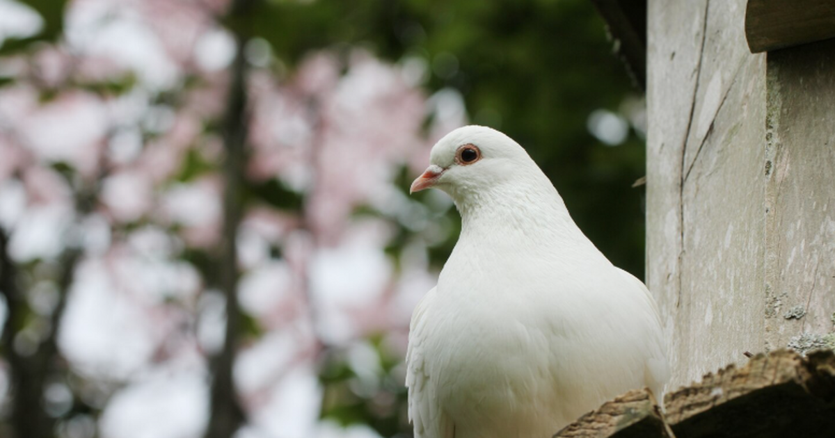 Российская компания Neiry разработала технологи...