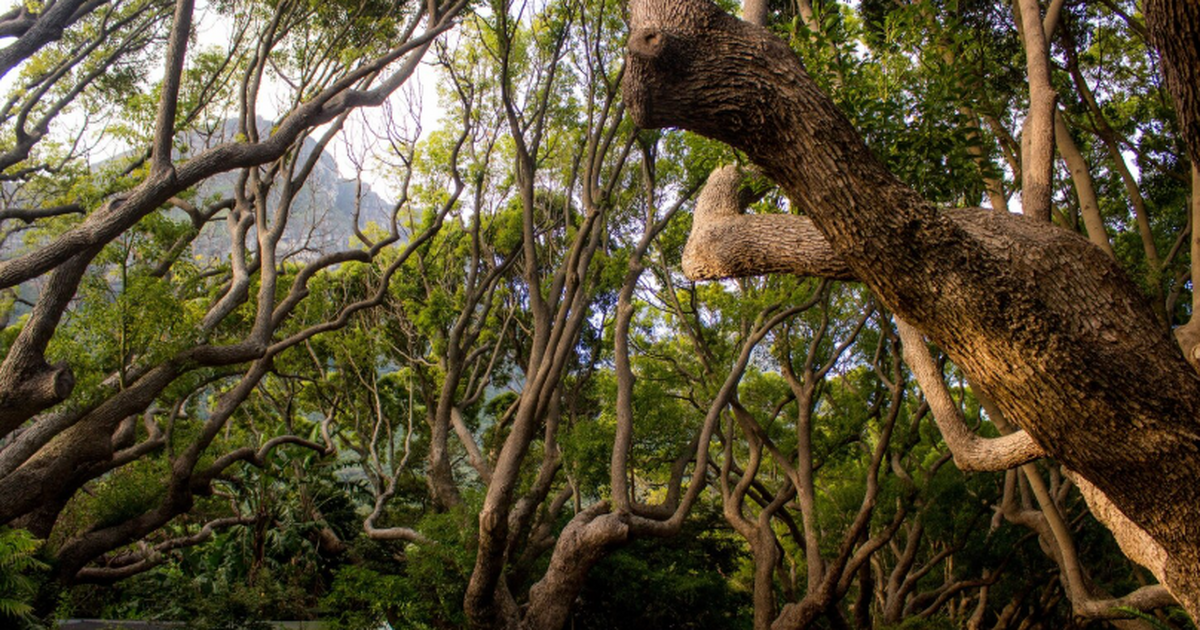 Австралийские ученые пытаются сохранить редкое ...