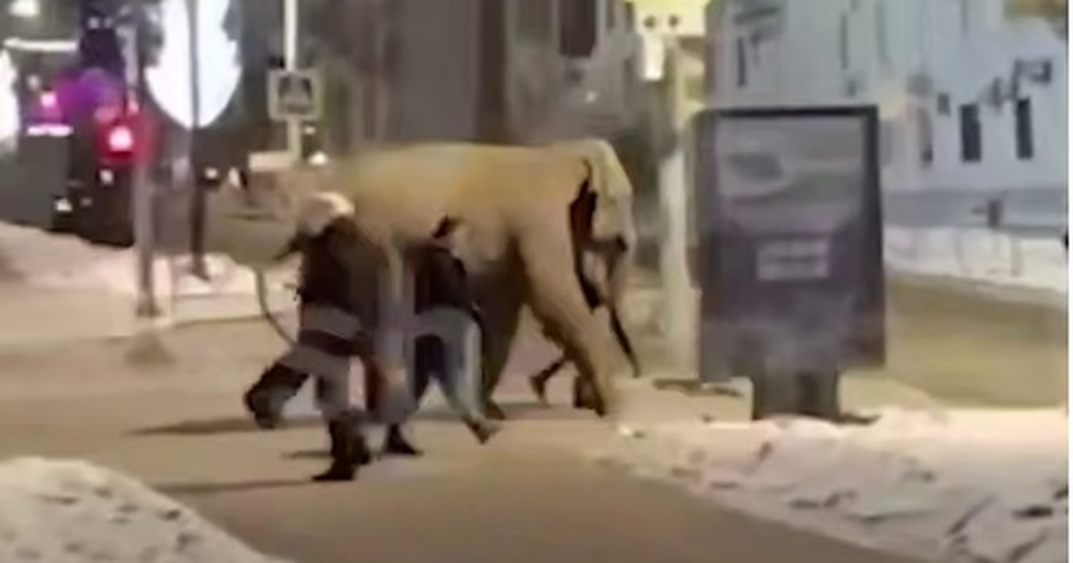 Видео с гуляющим по улицам слоном стало вирусны...