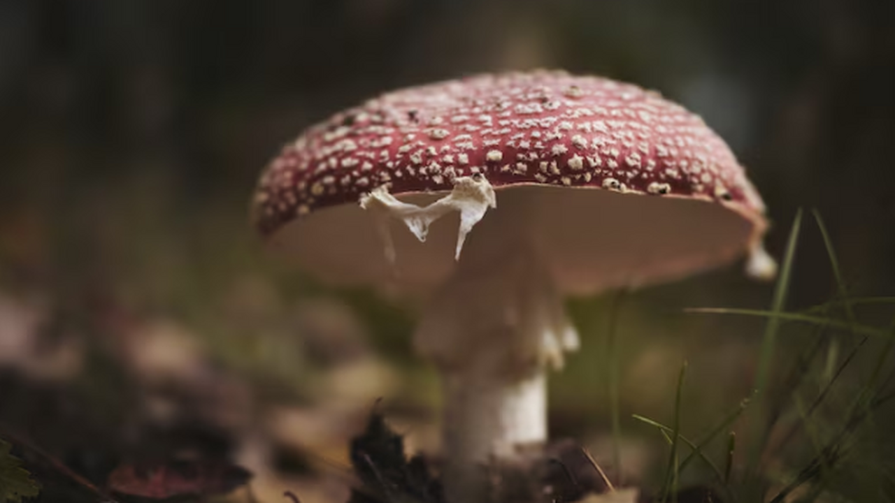 Hydnum repandum в России: как распознать, собра...