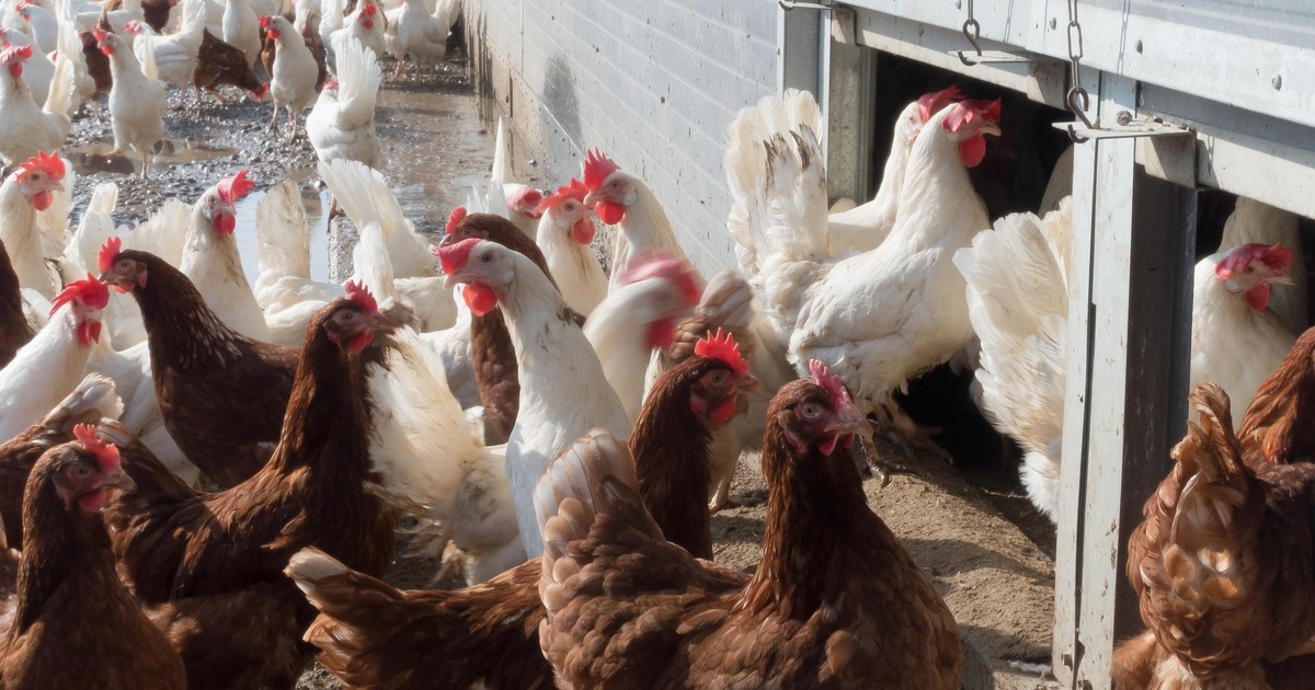 Проект предусматривает создание полного цикла