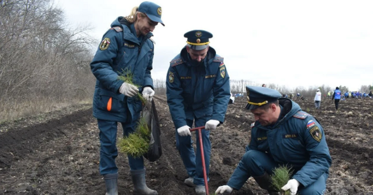 Сотрудники МЧС посадили около 900 саженцев
