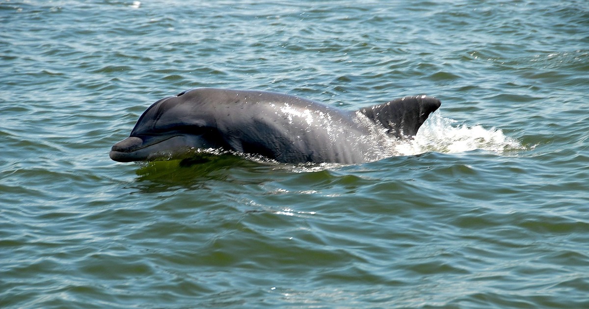 Ученые установили причину массовой гибели дельфинов в Амазонке Это может быть связано с повышенной температуро...