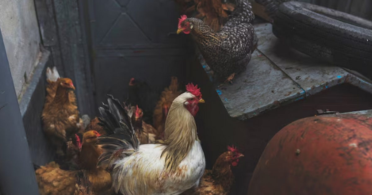 Самыми "выгодными" птицами в деревне перестали быть куры: почему селяне и дачники резко поменяли интересы Индоутки вместо кур: почему домашние птицы снов...