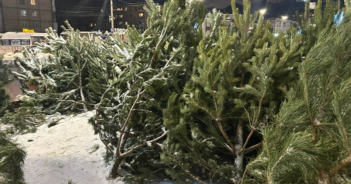 Эксперт назвала способы дольше сохранить свежесть хвойных веток дома Сохранить срезанные хвойные ветки свежими дома ...