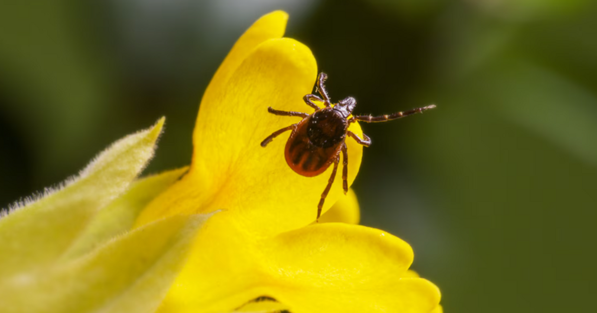Невролог Екатерина Демьяновская перечислила опа...