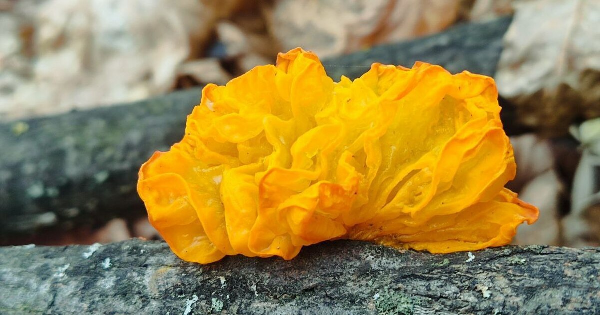 В Жигулевском заповеднике нашли гриб «дрожалка оранжевая» Этот яркий гриб особенно выделяется на фоне опа...