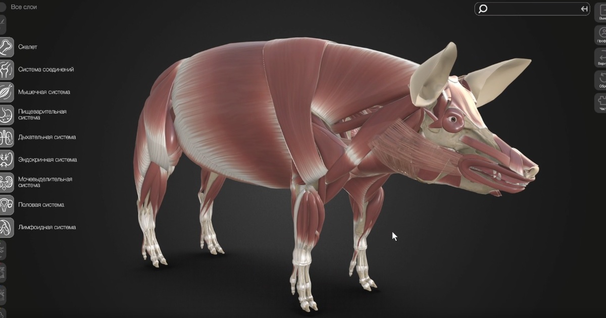 СамГМУ и Белгородский ГАУ создали 3D-атлас свиньи для аграрных классов Это уже пятая модель в серии 3D-атласов