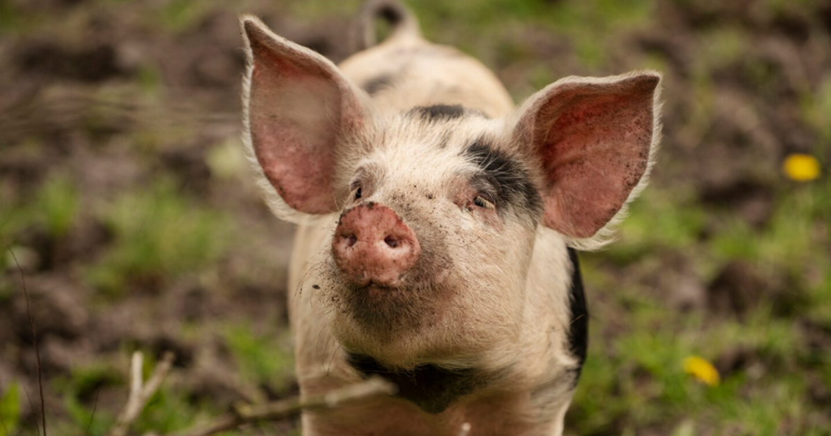 Грызут своих детей: чем опасна свинина и почему мусульмане её избегают Свинина запрещена в исламе и может быть опасна ...