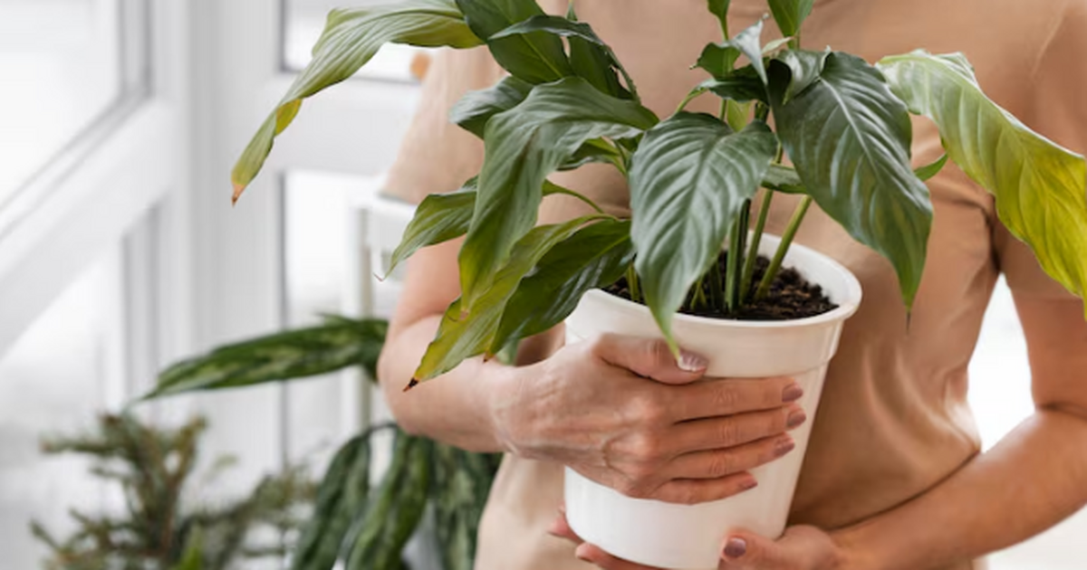 Найдено идеальное место: куда следует поставить фикус – и зеленью порадует, и богатство притянет Фикусы любят не только за красивую листву и чис...