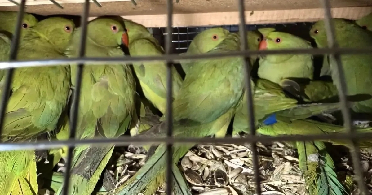 Изъятых птиц передали в Ульяновский зоопарк