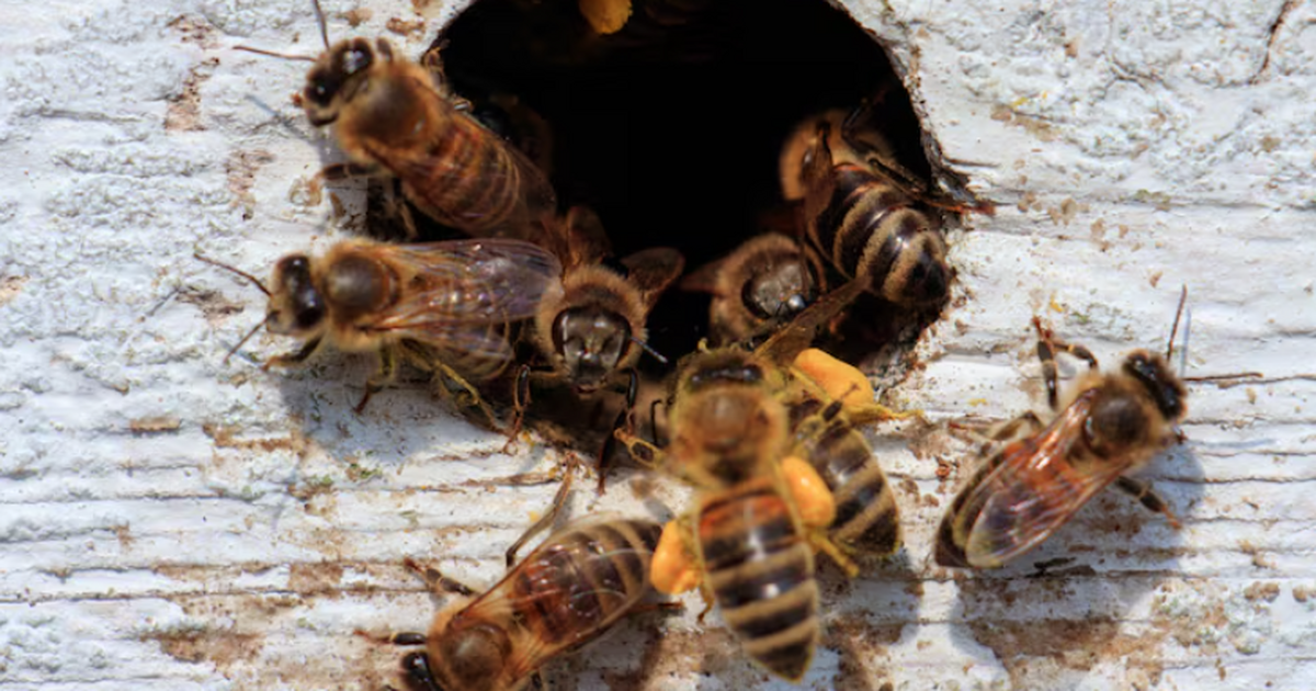 В карибской пещере нашли следы жизни 20 000‑летних пчёл в костях 20 000 лет назад одна пещера на острове Эспаньо...