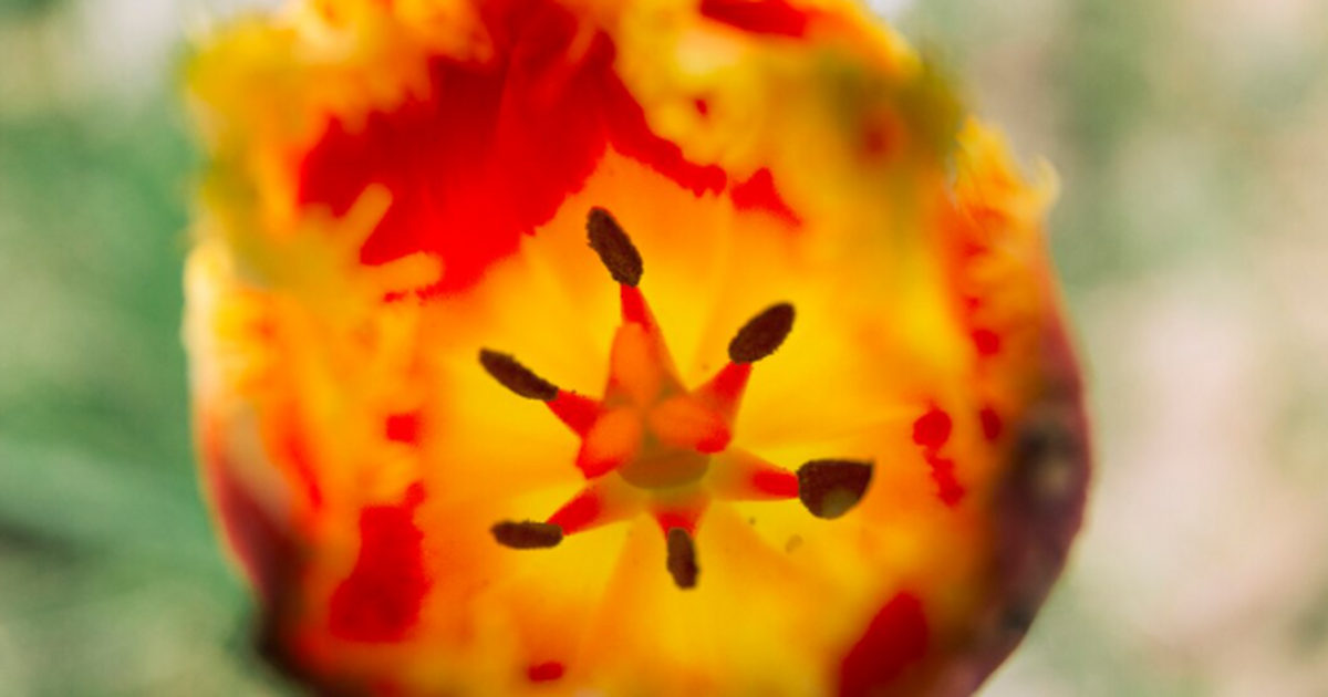 Учёные предложили применять вирус ToBRFV, вызыв...