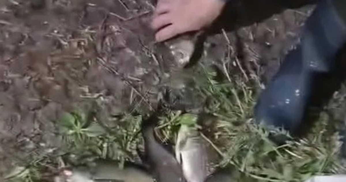 В Самарской области возбудили дело о незаконном вылове рыбы По данным правоохранителей, мужчина использовал...