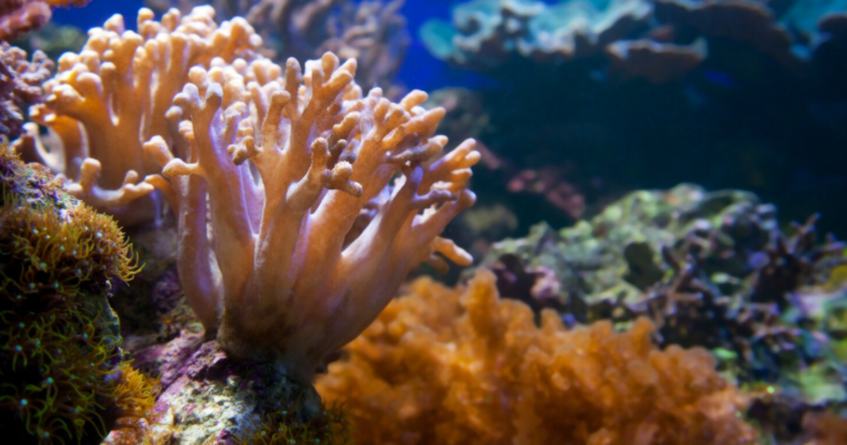 Учёные выяснили, что за последние 7000 лет пище...