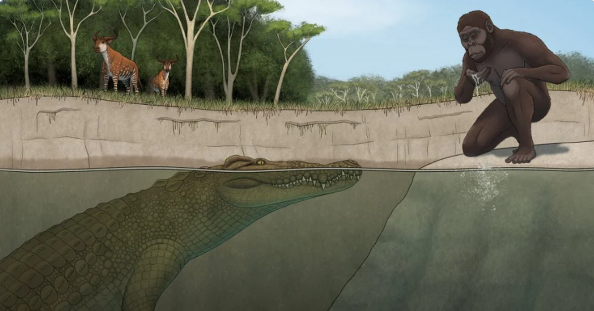 Новый вид получил название Crocodylus lucivenator