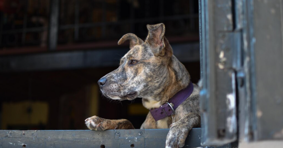 Хотите «своего» пса, который будет рядом всегда...