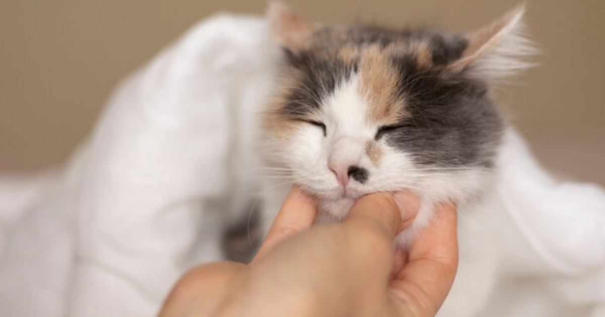 Вина хозяев неизбежна: Почему кошки сбрасывают вещи со стола — эксперт назвал три причины Почему кошка сбрасывает вещи со стола — правда ...