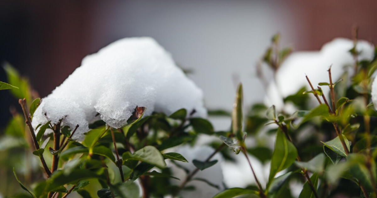 Погода в Самарской области на Новый год: снег и...