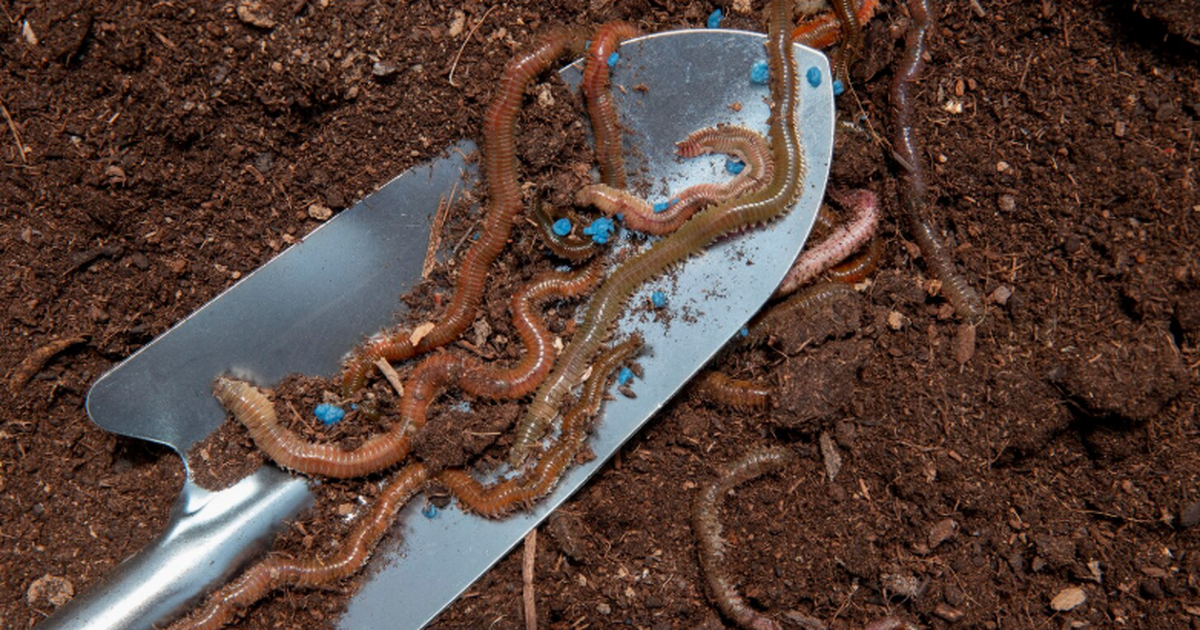 Ученые выяснили, что дождевые черви точнее микр...