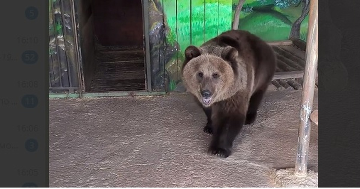 Самарский зоопарк проведет "День медведя" 12 декабря Мероприятие будет посвящено бурому медведю Умке
