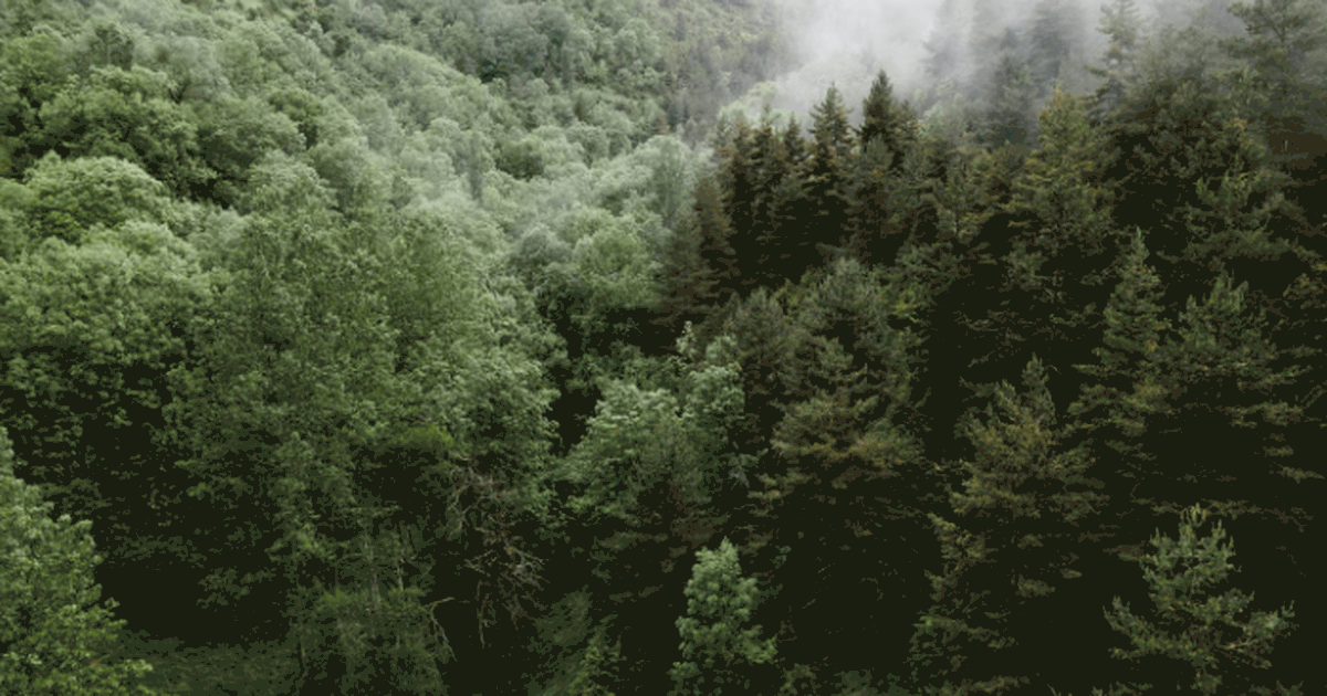 Учёные предложили метод диагностики сибирского ...