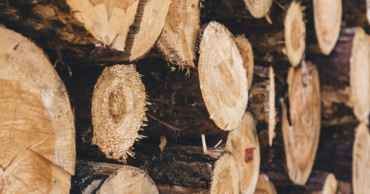 В древесине нашли следы солнечно-протонного шторма, произошедшего 800 лет назад Японские учёные нашли в годичных кольцах деревь...
