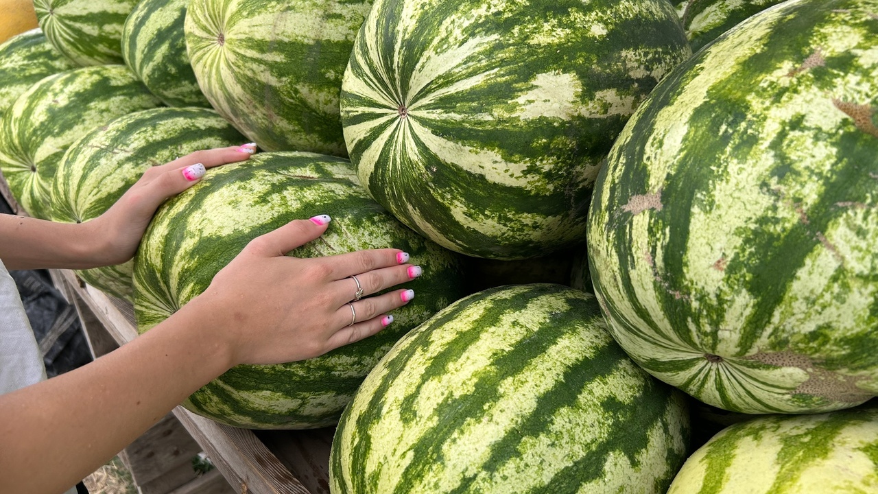 Хрустящий, сладкий, идеальный: подробный гид по выбору самого вкусного сезонного арбуза Не стоит выбирать самые крупные арбузы, так как...