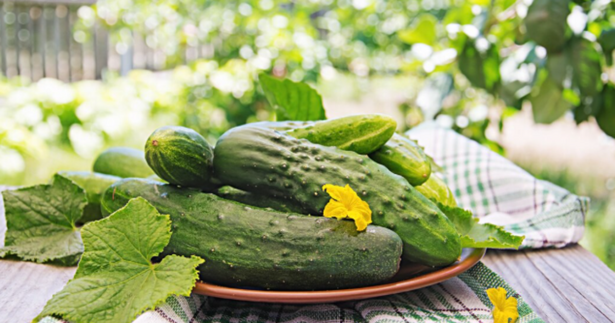 Посадила раз — теперь беру только его: огурец, ...