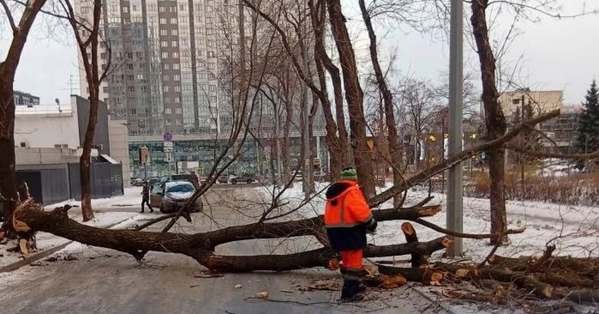 Городские службы Самары расчистили 6 улиц от поваленных штормом деревьев Коммунальщики занимались ликвидацией последстви...