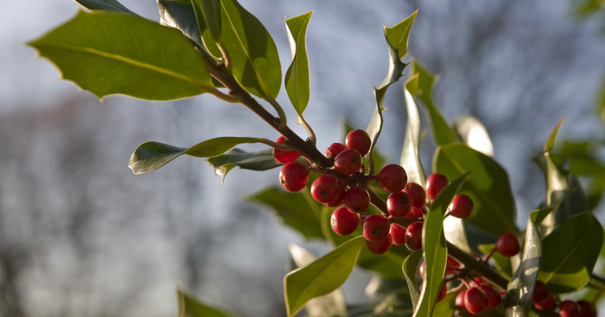 В Юньнани ученые нашли два новых вида грибов на...