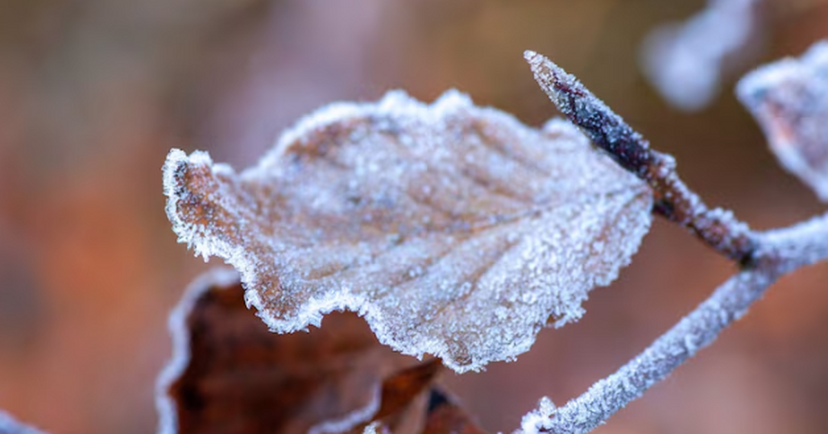 Зима обещает аномальную непредсказуемость: чего ждать в 2026 году Стабильных морозов не ждём. По прогнозам метеор...