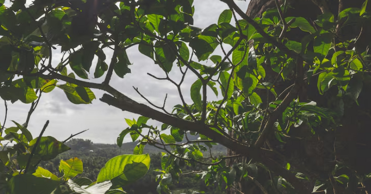 Ученые обнаружили в Панаме новый вид дерева Clu...