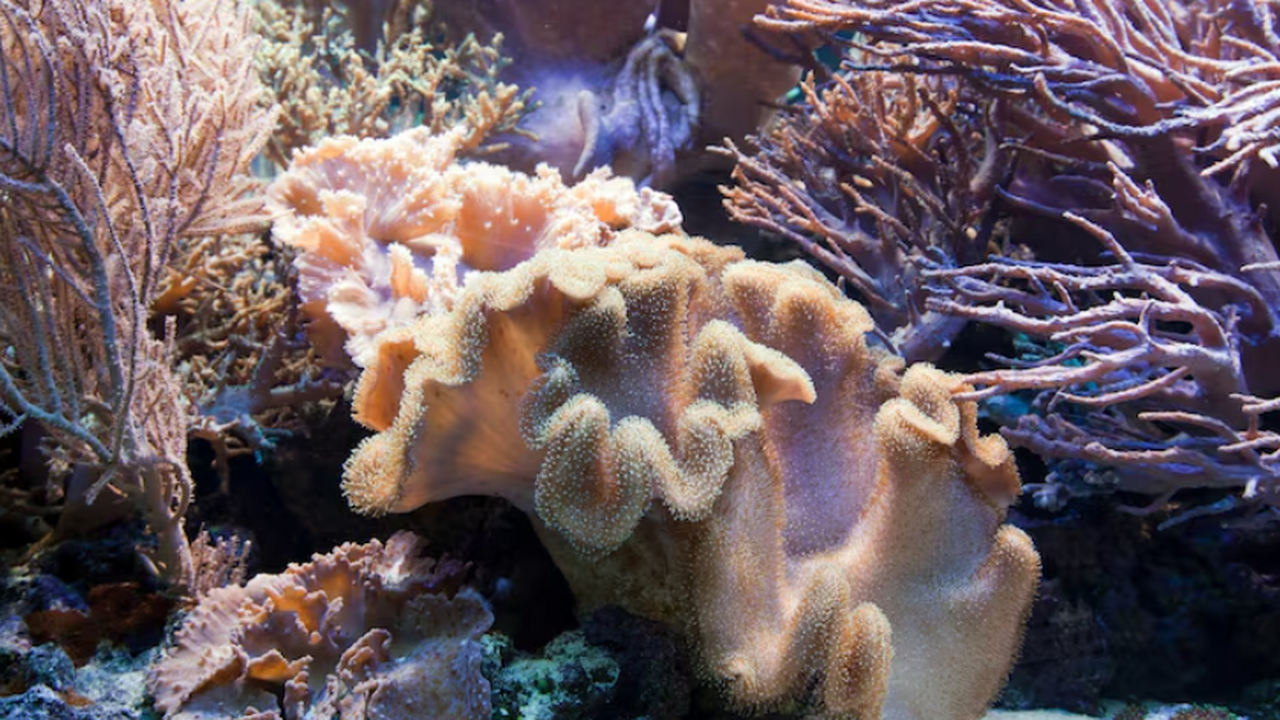 Журнал Nature опубликовал оценку состояния боле...