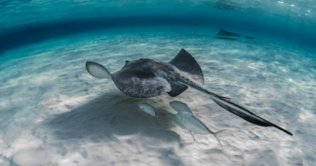 Геномный анализ 48 видов акул и скатов показыва...