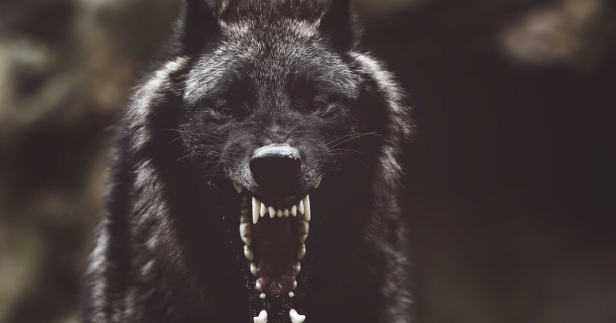 Кинолог Владимир Голубев в беседе с RT рассказа...