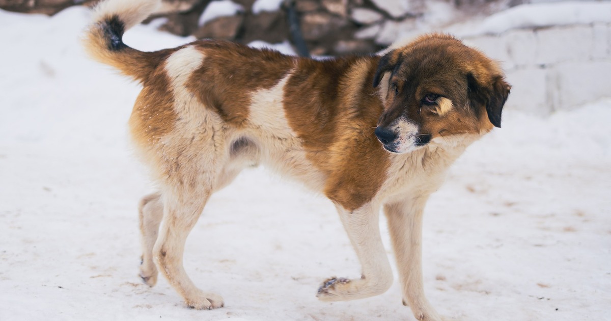 Следственными органами Сызрани возбуждено уголо...