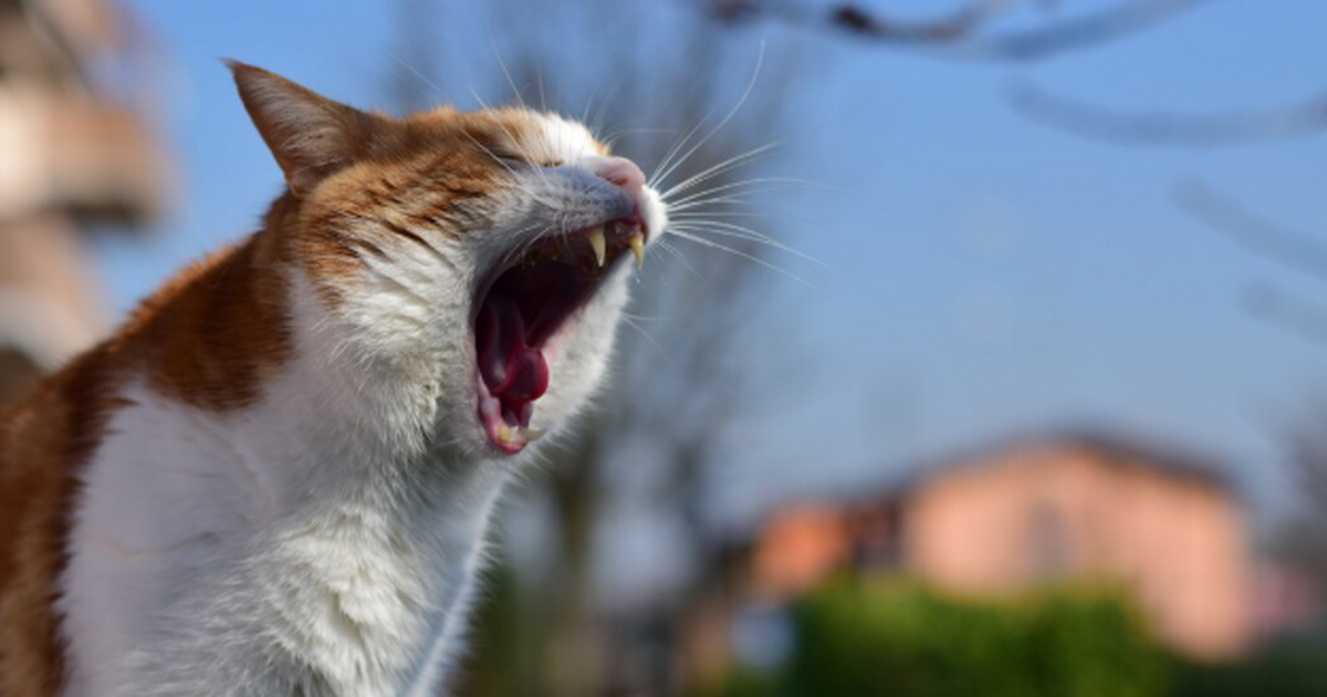 Учёные выяснили: как человек изменил кошачье мяуканье Биологи обнаружили, что самым надёжным индивиду...