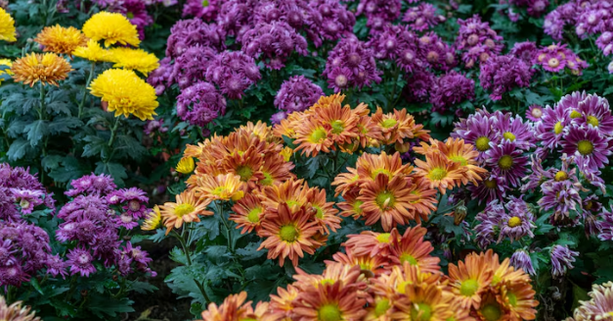 Покупка клубней глоксиний часто оборачивается р...