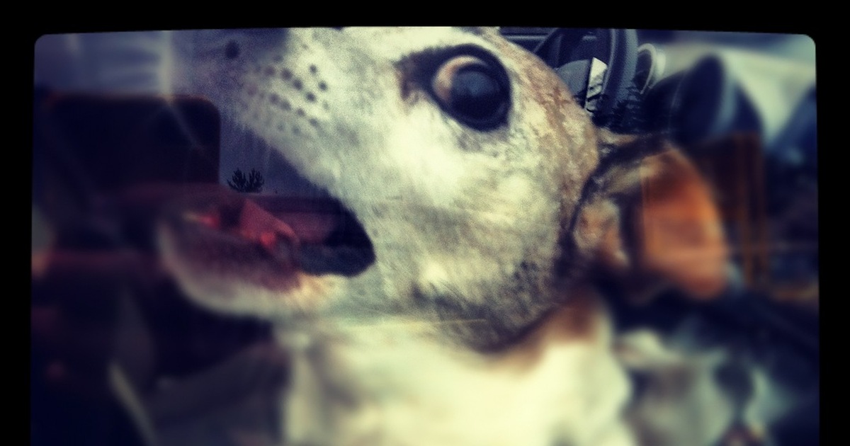 Очаг выявлен в Шенталинском районе