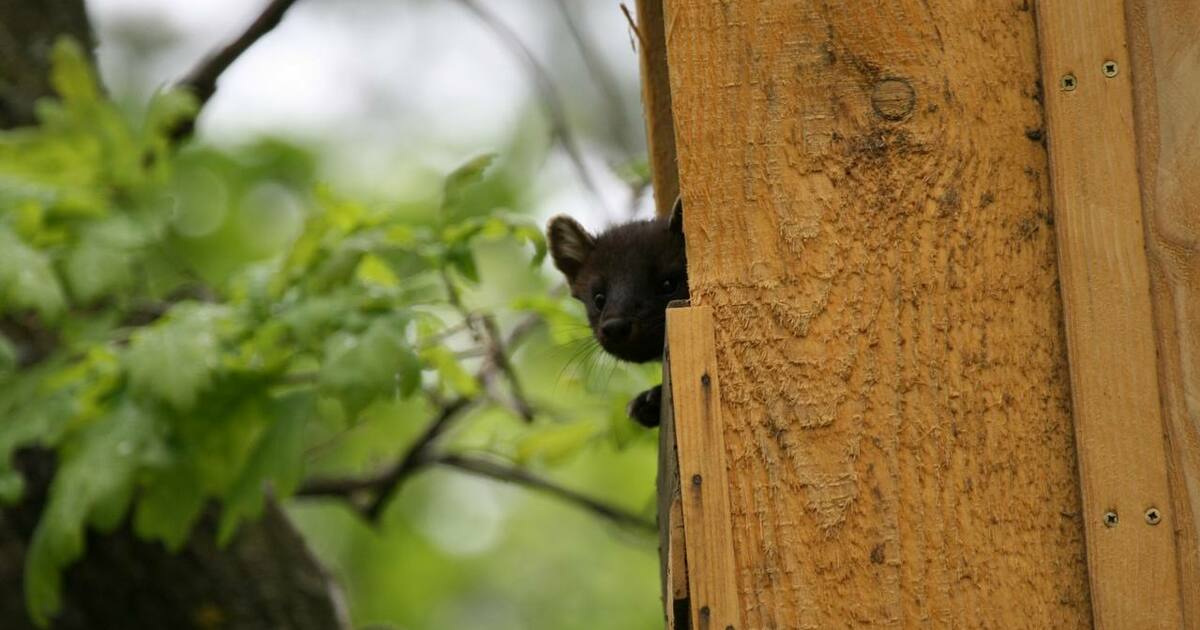 Она решила занять пустующее птичье гнездо, пост...