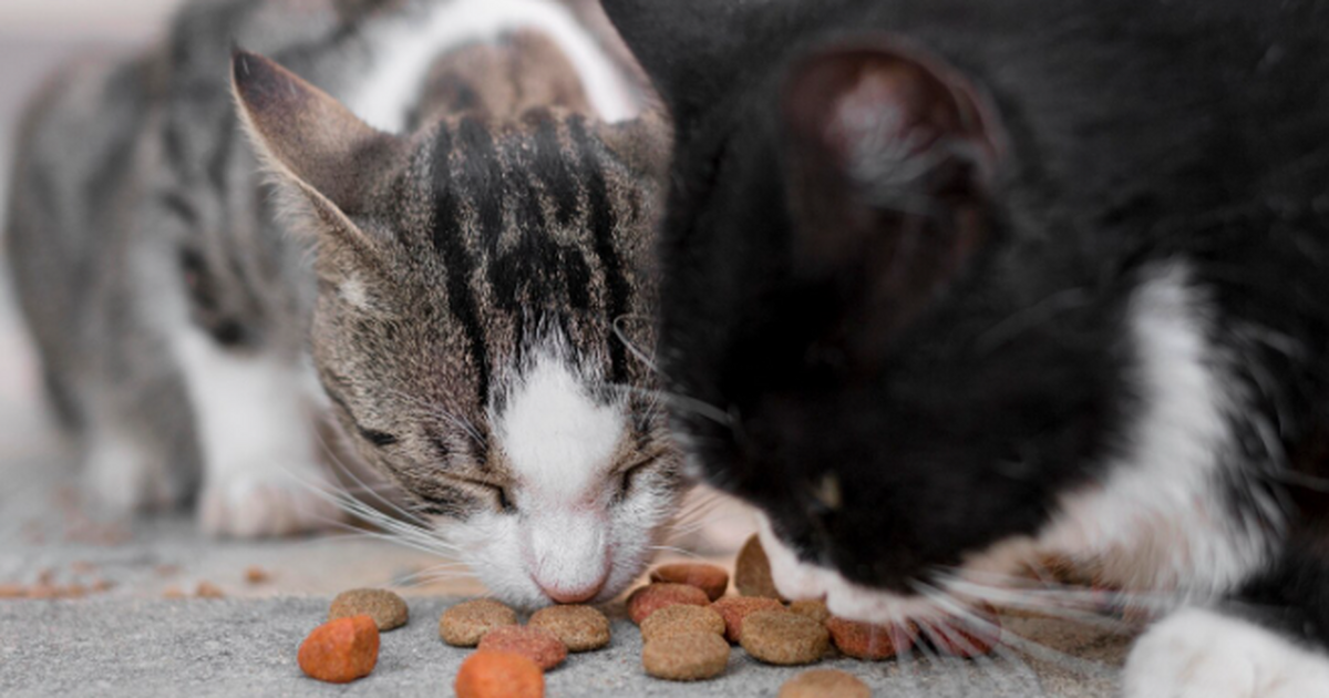 Мужчина из Шанхая за 20 дней кормления чужих ко...