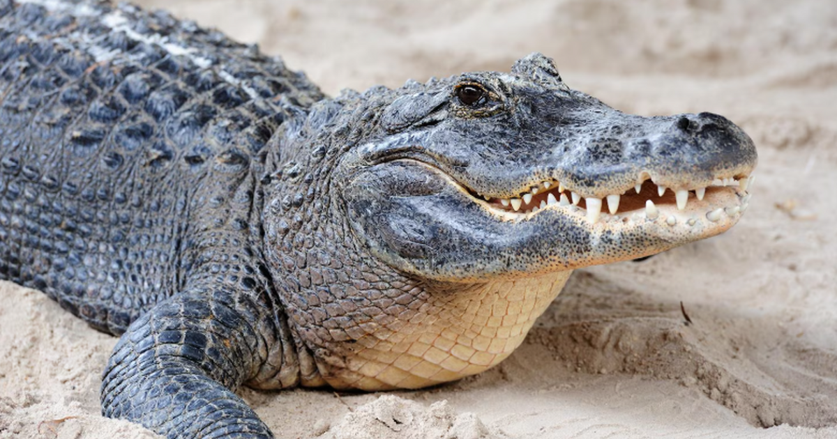 Учёные описали новый вид древнего крокодиломорф...