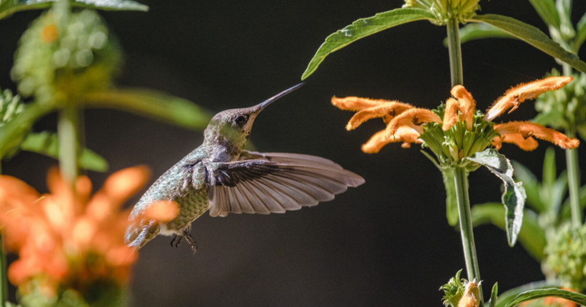 Биологи выяснили, что самцы колибри Калипта Кос...
