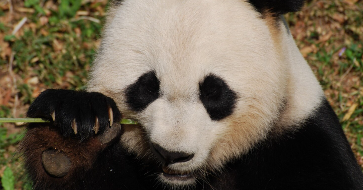Тысячи жителей Токио пришли в зоопарк Уэно попр...