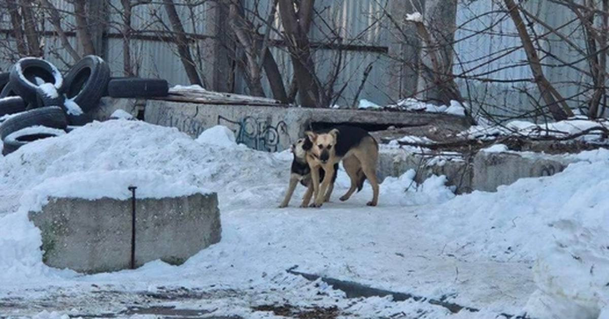 Районная администрация предложила провести собр...